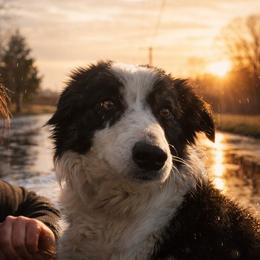 Border Collies from Morning Glory Farm-border collies/Beyond Brilliant Dog Co.