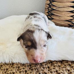 Cupid - Red merle male Australian Shepherd puppy in Zwingle, Iowa from Homestead Aussies & Doodles