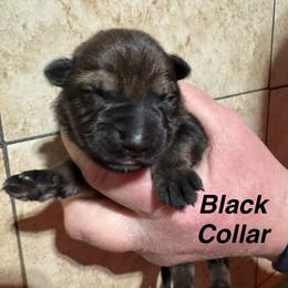 Black Collar - Sable female German Shepherd puppy in Willington, Connecticut from Wertvoll German Shepherds