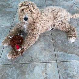 Assorted Doodle Crosses and Goldendoodle Puppies from Wake Forest Darling Doodles