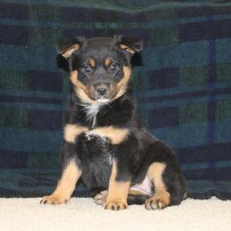 Henrietta - Blue female Australian Cattle Dog puppy in Willamina, Oregon from Cherished Chihuahuas