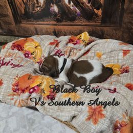 BLACK BOY - Mahogany and white male Basset Hound puppy in Snow Camp, North Carolina from V's Southern Angels
