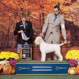 Lagotto Romagnolo All Grown Up from Two By Two Lagotto