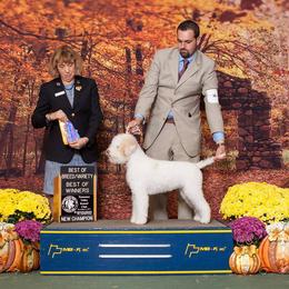 Lagotto Romagnolo All Grown Up from Two By Two Lagotto