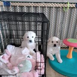 Golden Retriever Puppies from Mountain Sky Goldens   https://youtu.be/30SVQesEtig?si=CMjASv_Tza1VKSNt