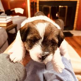 Rosie - Tri-color female Russell Terrier puppy in Burns, Tennessee from Terrier Town of Tennessee