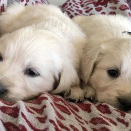 Golden Retriever Puppies from Brightside Goldens