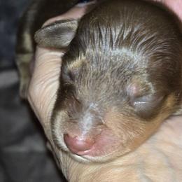 Coco - Chocolate and cream female Dachshund puppy in Oklahoma City, Oklahoma from OkieDoxieland Dachshunds