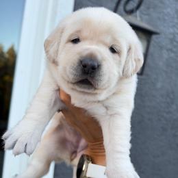 Purple - Champagne female Dilute Retriever puppy in Orangevale, California from NorCal Silver & Coal Labradors