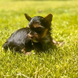 Red collar - Black and tan female Yorkshire Terrier puppy in Dallas, North Carolina from Yorkie Fever