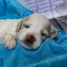 Cockapoo and Goldendoodle Puppies from Capital Doodles