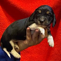 Boots AKC full rights - Black and cream male Dachshund puppy in Elizabethtown, Kentucky from Teeny Tiny Puppy Tails