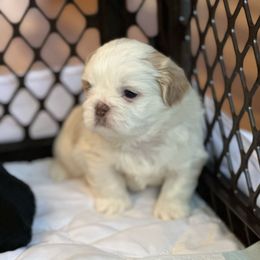 Goofy - Blue male Shih Tzu puppy in Kettering, Ohio from LaDawn’s Little Lions