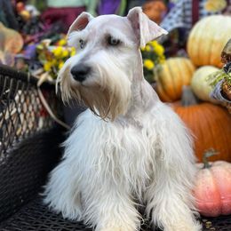 Lukie - Miniature Schnauzer