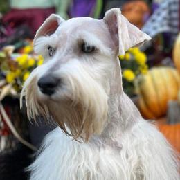 Lukie - Miniature Schnauzer