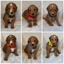 Male Pick 5 of 6 - Apricot male Goldendoodle puppy in Kingsville, Missouri from The Bruce Farm