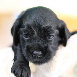 Cockapoo Puppies from JP Cockapoos LLC