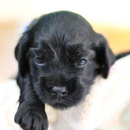 Cockapoo Puppies from JP Cockapoos LLC