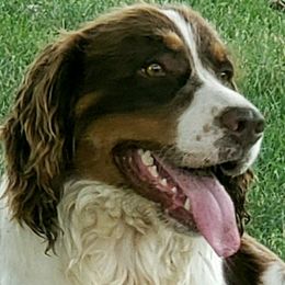 Whiskey - English Springer Spaniel
