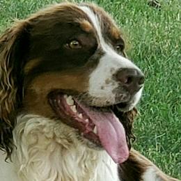Whiskey - English Springer Spaniel