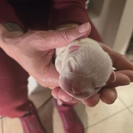 Male 1 - Cream male French Bulldog puppy in Charlotte, North Carolina from FrenchKiss Frenchies