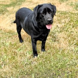 Poppy - Labrador Retriever