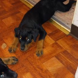 Rottweiler Puppies from Gregory Mulkeys Rottweilers
