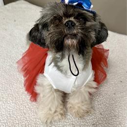 Holly - Shih Tzu