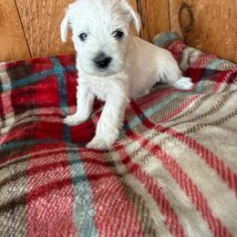 AZIA - Orange - White female Miniature Schnauzer puppy in Wheeler, Wisconsin from Sue’s Miniature Schnauzers