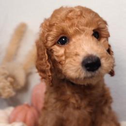 Maple - Red  female Goldendoodle puppy in Auburn, California from Golden Acre Doodles