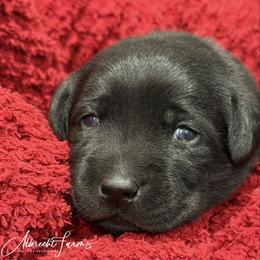 Blue Boy - Black male Labrador Retriever puppy in Colorado from Albrecht Farms Labrador Retrievers