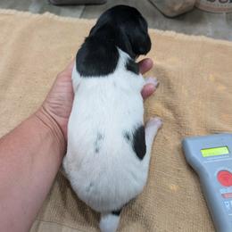 Black Boy 9302 - Black and white male German Shorthaired Pointer puppy in Spring Hope, North Carolina from Hogan’s Lowrider Hounds