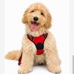 Winnie - Australian Labradoodle