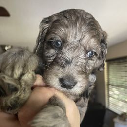 Cleo - Goldendoodle puppy from Doodlepark