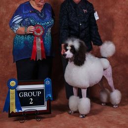 "Chiffon" - Poodle