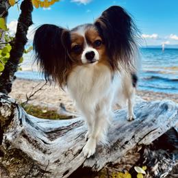 Baby Shark - Papillon