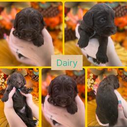 Dairy - Phantom male Goldendoodle puppy in Decatur, Tennessee from Diamond's Doodles