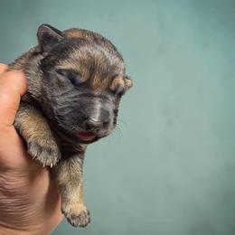 Beckham - Sable male German Shepherd puppy in Oakland, Oregon from VHM German Shepherds