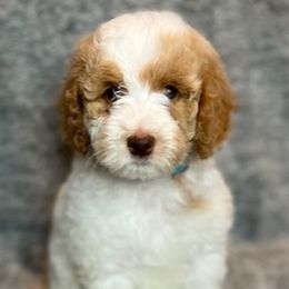 Goldendoodles from Serrano Pups