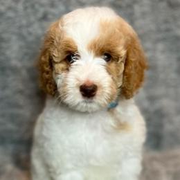 Goldendoodles from Serrano Pups