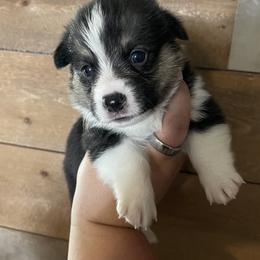American Corgi and Pembroke Welsh Corgi Puppies from Flying K Corgis