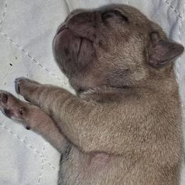 Lilac Merle Boy 2 - Black male Pug puppy in Gadsden, Alabama from Carla's Pugs