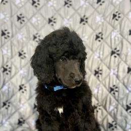 Blue Boy - Blue male Poodle puppy in East Wenatchee, Washington from Stylish Standards