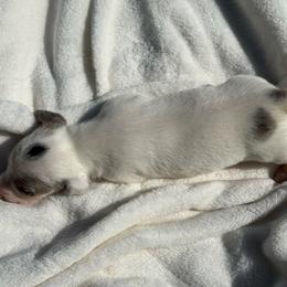 AKC Black and tan dapple piebald smooth coat - Piebald male Dachshund puppy in Anderson, California from Golden Paws Dachshunds