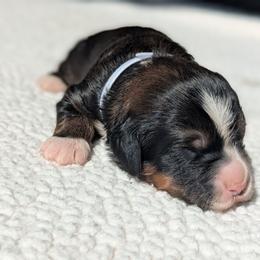 White - Tri-color male Bernedoodle puppy in Connecticut from Valley View Doodles