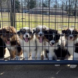 Australian Shepherds from Rad Aussies