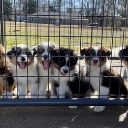 Australian Shepherds from Rad Aussies