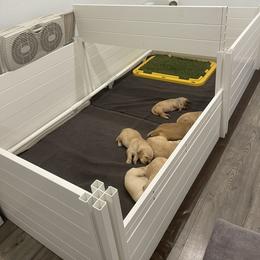 Golden Retriever Puppies from Upper Park Goldens