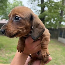 Willie - Red male Dachshund puppy in Texarkana, Arkansas from Cadie Bounds