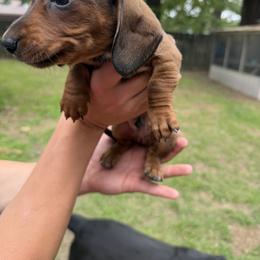 Willie - Red male Dachshund puppy in Texarkana, Arkansas from Cadie Bounds